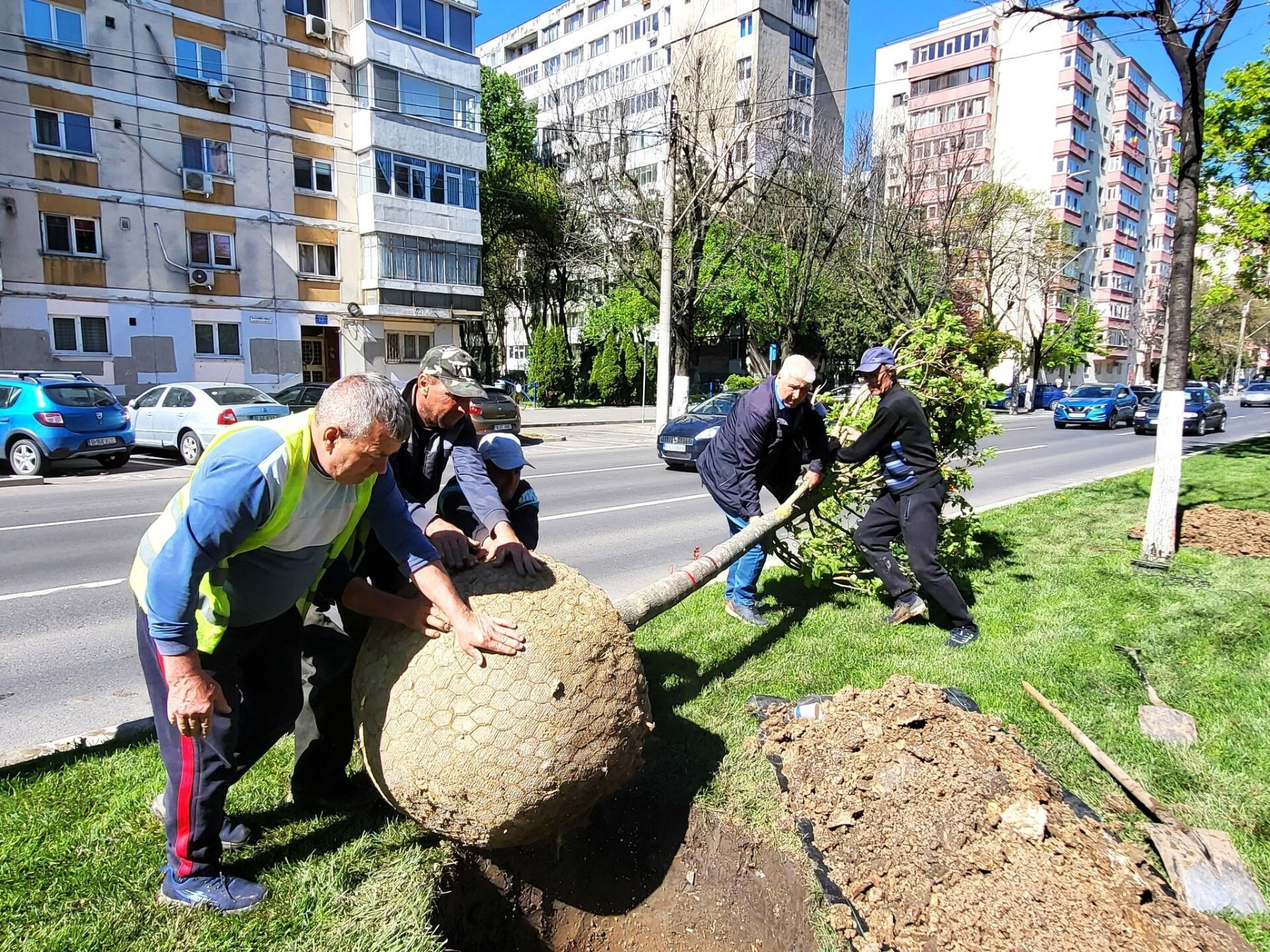Alexandru_Obregia_-_plantare_tei_2